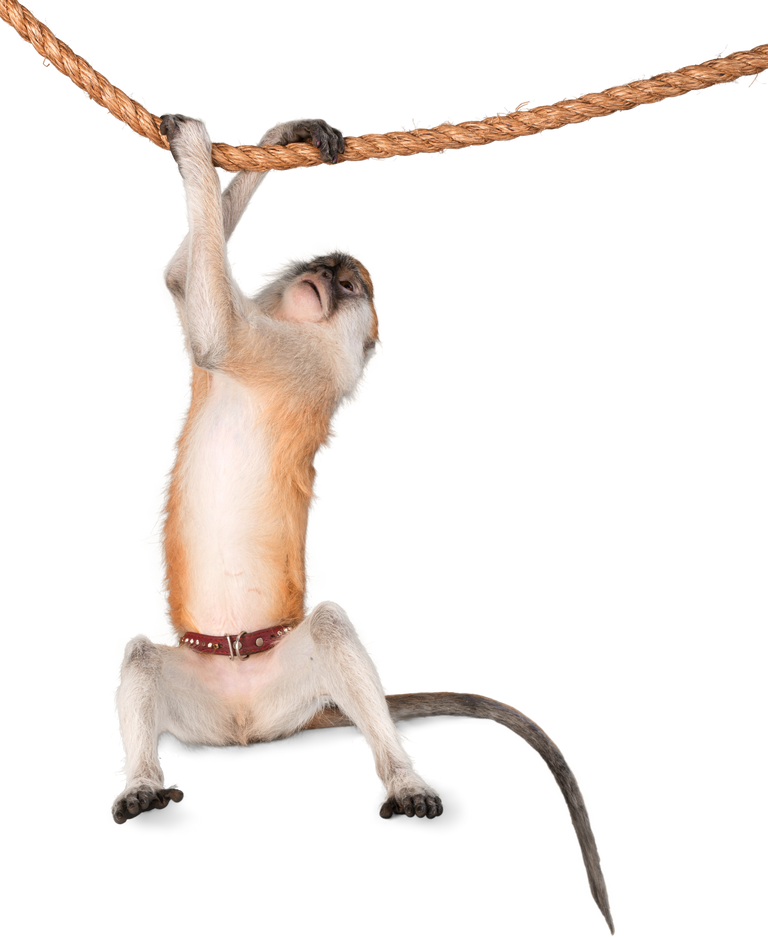 Monkey Hanging